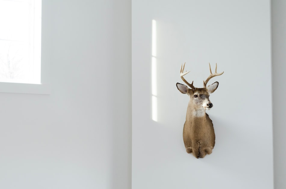Custom Taxidermy Services