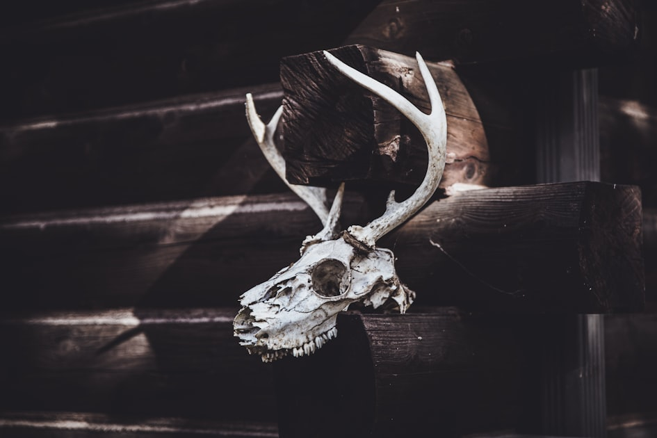 Bird Taxidermy Techniques