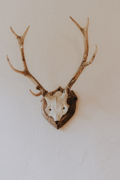 Deer Head Taxidermy Explained