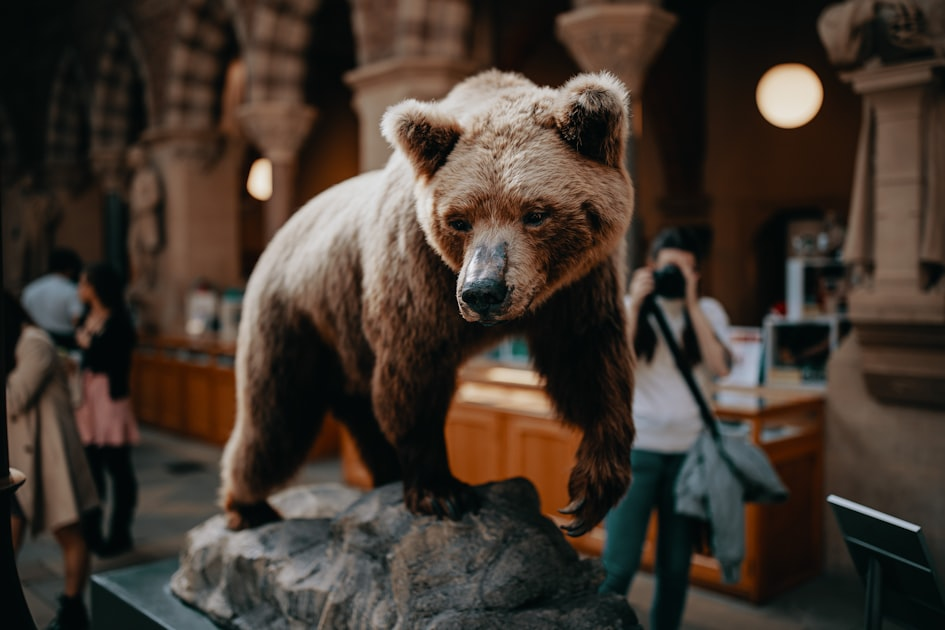 The Art of Taxidermy